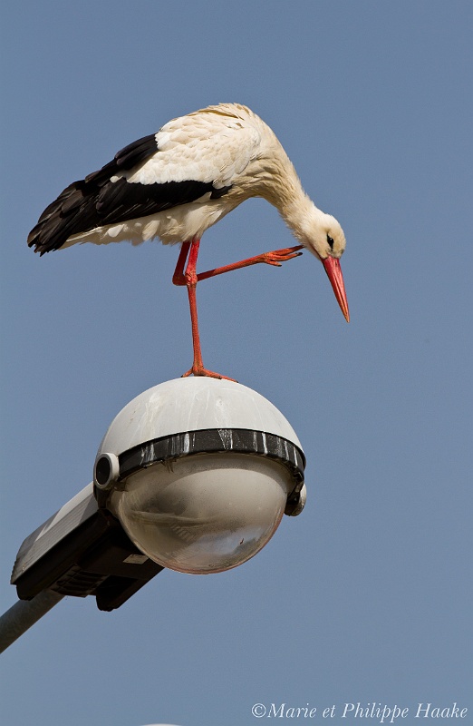 Cigogne 2625_wm.jpg - Cigogne blanche, Ciconia ciconia, White Stork (Alsace, France, avril 2011)